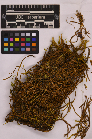  ( - UBC-B-B238175)  @11 [ ] (by-nc) (2025) Unspecified University of British Columbia Herbarium