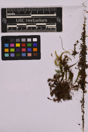 (Atrichum flavisetum - UBC-B-B238691)  @11 [ ] (by-nc) (2025) Unspecified University of British Columbia Herbarium