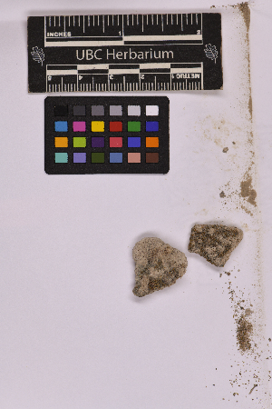  (Microbryum vlassovii - UBC-B-B239096)  @11 [ ] (by-nc) (2025) Unspecified University of British Columbia Herbarium