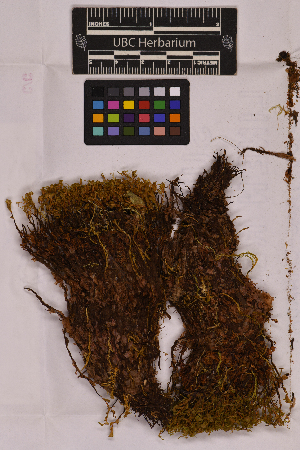  ( - UBC-B-B24572)  @11 [ ] (by-nc) (2025) Unspecified University of British Columbia Herbarium