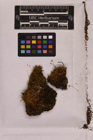  ( - UBC-B-B25746)  @11 [ ] (by-nc) (2025) Unspecified University of British Columbia Herbarium