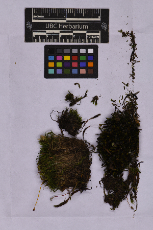  ( - UBC-B-B262131)  @11 [ ] (by-nc) (2025) Unspecified University of British Columbia Herbarium