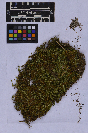  ( - UBC-B-B262134)  @11 [ ] (by-nc) (2025) Unspecified University of British Columbia Herbarium