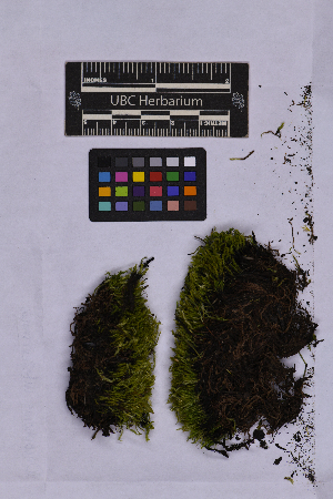  (Oncophorus integerrimus - UBC-B-B262135)  @11 [ ] (by-nc) (2025) Unspecified University of British Columbia Herbarium