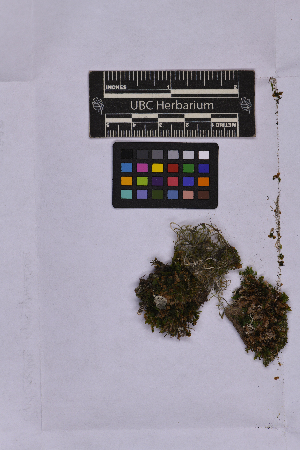 ( - UBC-B-B262140)  @11 [ ] (by-nc) (2025) Unspecified University of British Columbia Herbarium