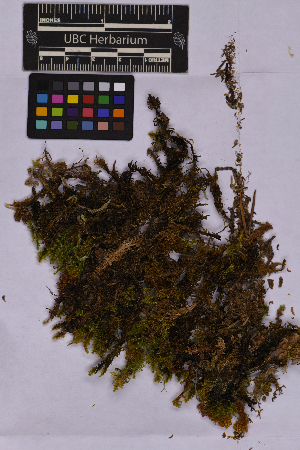  ( - UBC-B-B262142)  @11 [ ] (by-nc) (2025) Unspecified University of British Columbia Herbarium