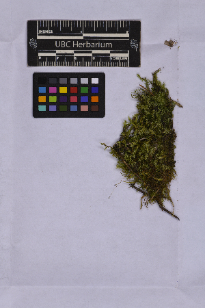  ( - UBC-B-B262144)  @11 [ ] (by-nc) (2025) Unspecified University of British Columbia Herbarium