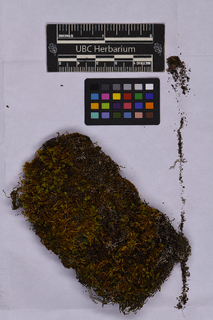  ( - UBC-B-B262148)  @11 [ ] (by-nc) (2025) Unspecified University of British Columbia Herbarium