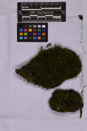  ( - UBC-B-B262152)  @11 [ ] (by-nc) (2025) Unspecified University of British Columbia Herbarium