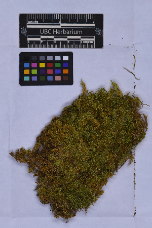  ( - UBC-B-B262153)  @11 [ ] (by-nc) (2025) Unspecified University of British Columbia Herbarium