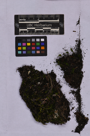  ( - UBC-B-B262154)  @11 [ ] (by-nc) (2025) Unspecified University of British Columbia Herbarium