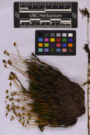  ( - UBC-B-B262159)  @11 [ ] (by-nc) (2025) Unspecified University of British Columbia Herbarium