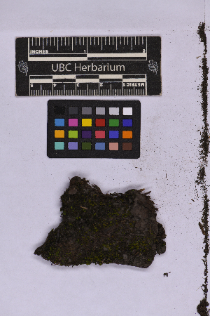  ( - UBC-B-B262161)  @11 [ ] (by-nc) (2025) Unspecified University of British Columbia Herbarium