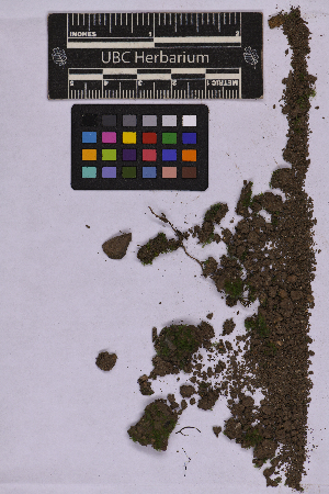  (Epipterygium biauritum - UBC-B-B262163)  @11 [ ] (by-nc) (2025) Unspecified University of British Columbia Herbarium