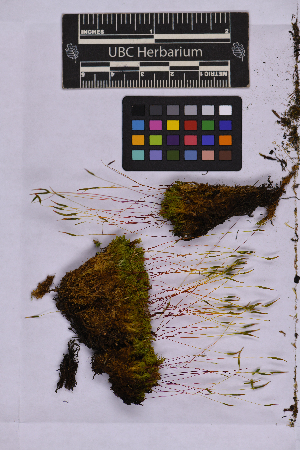  (Tortella robusta - UBC-B-B262172)  @11 [ ] (by-nc) (2025) Unspecified University of British Columbia Herbarium