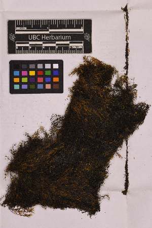  ( - UBC-B-B28510)  @11 [ ] (by-nc) (2025) Unspecified University of British Columbia Herbarium