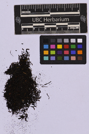  (Andreaea schofieldiana - UBC-B-B36401)  @11 [ ] (by-nc) (2025) Unspecified University of British Columbia Herbarium