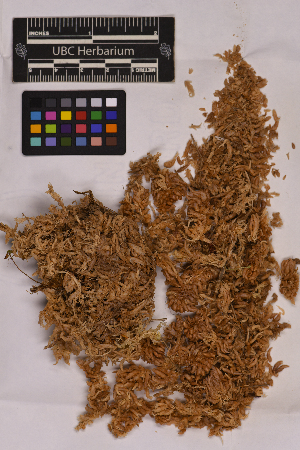  ( - UBC-B-B6637)  @11 [ ] (by-nc) (2025) Unspecified University of British Columbia Herbarium
