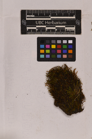  (Geheebia leskeoides - UBC-B-B6788)  @11 [ ] (by-nc) (2025) Unspecified University of British Columbia Herbarium