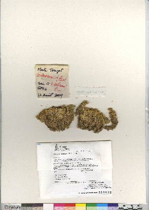  (Sphagnum arcticum - CCDB-24813-A03)  @11 [ ] CreativeCommons - Attribution (2015) Canadian Museum of Nature Canadian Museum of Nature
