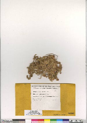  (Sphagnum magellanicum - CCDB-24813-B11)  @11 [ ] CreativeCommons - Attribution (2015) Canadian Museum of Nature Canadian Museum of Nature