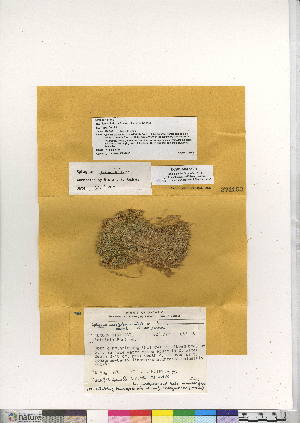  (Sphagnum annulatum - CCDB-24813-C02)  @11 [ ] CreativeCommons - Attribution (2015) Canadian Museum of Nature Canadian Museum of Nature