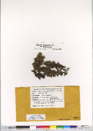  (Sphagnum macrophyllum - CCDB-24813-C11)  @11 [ ] CreativeCommons - Attribution (2015) Canadian Museum of Nature Canadian Museum of Nature