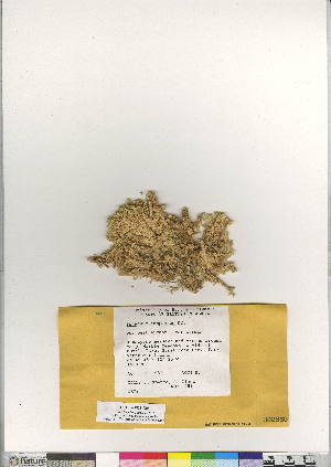  (Sphagnum compactum - CCDB-24813-G06)  @11 [ ] CreativeCommons - Attribution (2015) Canadian Museum of Nature Canadian Museum of Nature