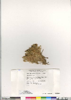  (Sphagnum fuscum - CCDB-24813-G08)  @11 [ ] CreativeCommons - Attribution (2015) Canadian Museum of Nature Canadian Museum of Nature