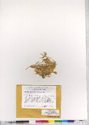  (Sphagnum angustifolium - CCDB-24813-H02)  @11 [ ] CreativeCommons - Attribution (2015) Canadian Museum of Nature Canadian Museum of Nature