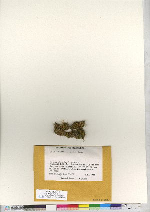  ( - CCDB-24821-C07)  @11 [ ] CreativeCommons - Attribution (2015) Canadian Museum of Nature Canadian Museum of Nature