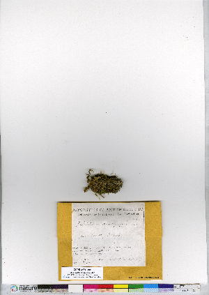  ( - CCDB-24821-F03)  @11 [ ] CreativeCommons - Attribution (2015) Canadian Museum of Nature Canadian Museum of Nature