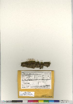  ( - CCDB-24821-G06)  @11 [ ] CreativeCommons - Attribution (2015) Canadian Museum of Nature Canadian Museum of Nature