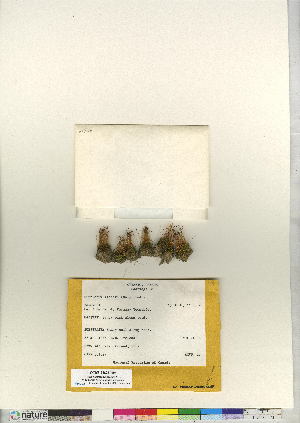  ( - CCDB-24821-H06)  @11 [ ] CreativeCommons - Attribution (2015) Canadian Museum of Nature Canadian Museum of Nature