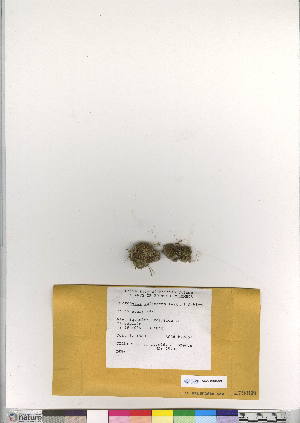  ( - CCDB-28007-D08)  @11 [ ] CreativeCommons - Attribution (2016) Canadian Museum of Nature Canadian Museum of Nature