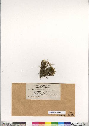  (Dichodontium pellucidum var flavescens - CCDB-28009-E10)  @11 [ ] CreativeCommons - Attribution (2016) Canadian Museum of Nature Canadian Museum of Nature
