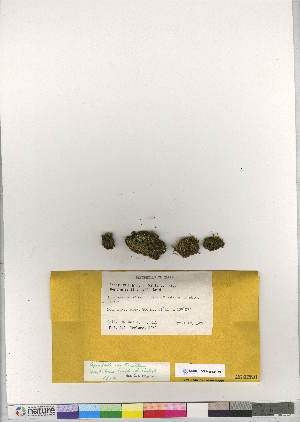  (Cynodontium tenellum - CCDB-28009-F09)  @11 [ ] CreativeCommons - Attribution (2016) Canadian Museum of Nature Canadian Museum of Nature