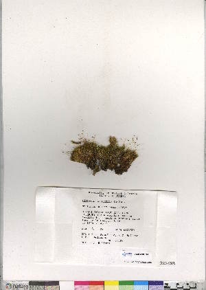  (Dicranum bonjeanii - CCDB-28010-D04)  @11 [ ] CreativeCommons - Attribution (2016) Canadian Museum of Nature Canadian Museum of Nature