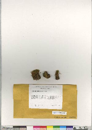  (Dicranum fragilifolium - CCDB-28010-D06)  @11 [ ] CreativeCommons - Attribution (2016) Canadian Museum of Nature Canadian Museum of Nature