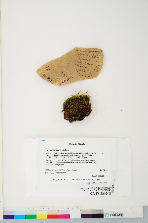  (Dicranum spadiceum - CCDB-28010-E12)  @11 [ ] CreativeCommons - Attribution (2016) Canadian Museum of Nature Canadian Museum of Nature