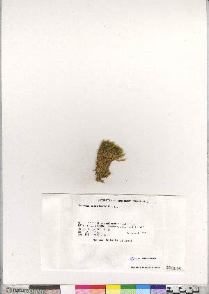  (Dicranum groenlandicum - CCDB-28010-F08)  @11 [ ] CreativeCommons - Attribution (2016) Canadian Museum of Nature Canadian Museum of Nature