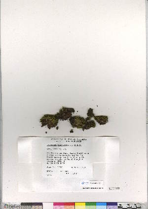  (Dicranum muehlenbeckii - CCDB-28010-F10)  @11 [ ] CreativeCommons - Attribution (2016) Canadian Museum of Nature Canadian Museum of Nature