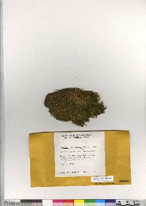  (Dicranum pallidisetum - CCDB-28010-F11)  @11 [ ] CreativeCommons - Attribution (2016) Canadian Museum of Nature Canadian Museum of Nature