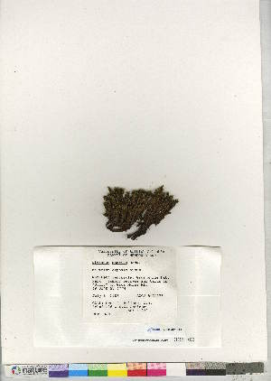  (Dicranum spurium - CCDB-28011-F01)  @11 [ ] CreativeCommons - Attribution (2016) Canadian Museum of Nature Canadian Museum of Nature