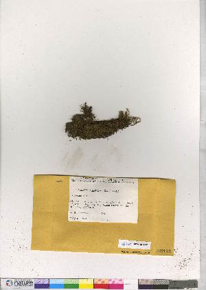  (Hymenostylium recurvirostrum var. insigne - CCDB-28011-F10)  @11 [ ] CreativeCommons - Attribution (2016) Canadian Museum of Nature Canadian Museum of Nature