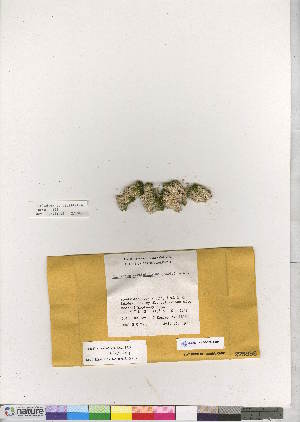  (Eucladium verticillatum - CCDB-28011-H11)  @11 [ ] CreativeCommons - Attribution (2016) Canadian Museum of Nature Canadian Museum of Nature