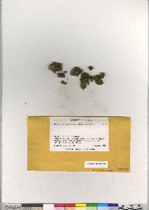  (Tortula truncata - CCDB-28012-B08)  @11 [ ] CreativeCommons - Attribution (2016) Canadian Museum of Nature Canadian Museum of Nature