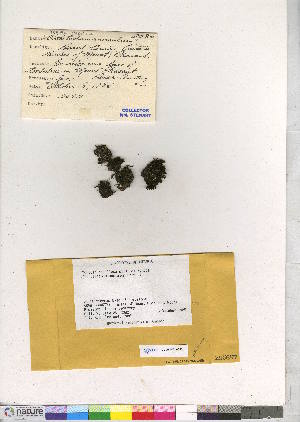  (Orthotrichum anomalum - CCDB-28013-C03)  @11 [ ] CreativeCommons - Attribution (2016) Canadian Museum of Nature Canadian Museum of Nature