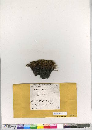 (Grimmia elatior - CCDB-28013-C12)  @11 [ ] CreativeCommons - Attribution (2016) Canadian Museum of Nature Canadian Museum of Nature