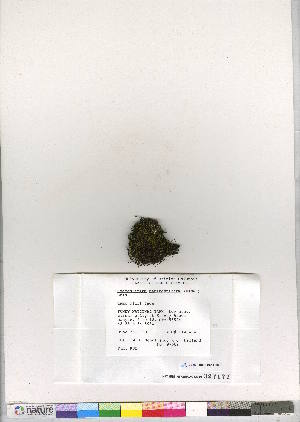  (Bucklandiella venusta - CCDB-28014-H08)  @11 [ ] CreativeCommons - Attribution (2016) Canadian Museum of Nature Canadian Museum of Nature